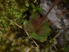 Micranthes stellaris