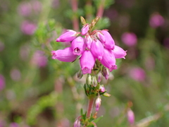 Erica cinerea
