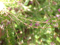 Erica cinerea