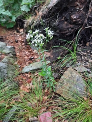 Sericocarpus linifolius