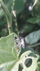 Peridinetus irroratus