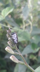 Peridinetus irroratus