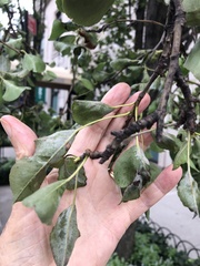 Podosphaera leucotricha