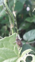 Peridinetus irroratus