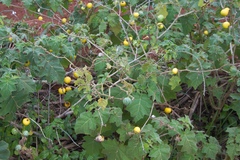 Solanum myriacanthum