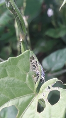 Peridinetus irroratus