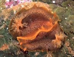 Doriopsilla davebehrensi