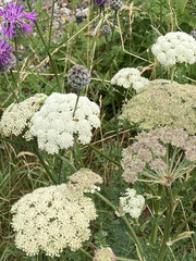 Selinum carvifolia