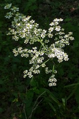 Veratrum hybridum