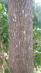 Glochidion philippicum