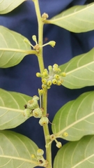 Glochidion philippicum