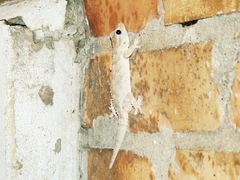 Tarentola mauritanica