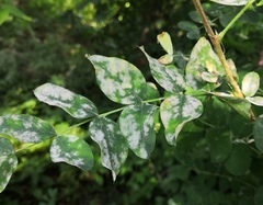 Erysiphe palczewskii
