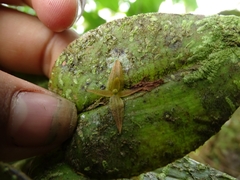 Pleurothallis crucifera