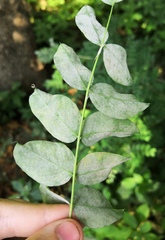 Erysiphe palczewskii