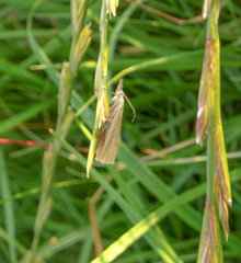 Agriphila selasella