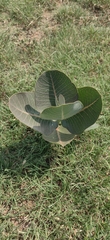 Asclepias latifolia