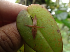 Pleurothallis crucifera