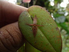 Pleurothallis crucifera