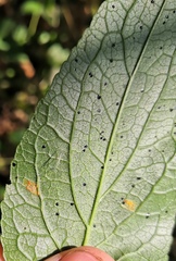 Coleosporium campanulae