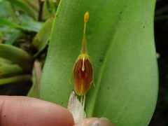 Restrepia flosculata