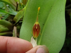 Restrepia flosculata