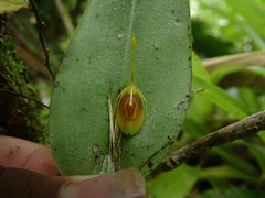 Restrepia flosculata