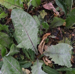 Podosphaera erigerontis-canadensis