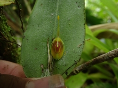 Restrepia flosculata