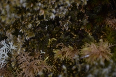 Hymenophyllum wilsonii