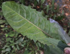Podosphaera erigerontis-canadensis