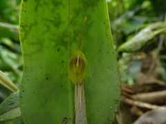 Restrepia flosculata
