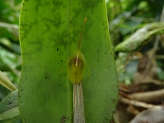 Restrepia flosculata