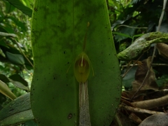 Restrepia flosculata
