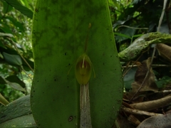 Restrepia flosculata