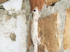 Tarentola mauritanica