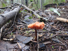 Cortinarius kula