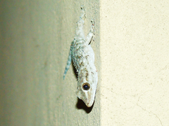 Tarentola mauritanica
