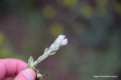 Bombycilaena discolor