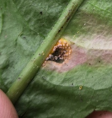 Puccinia dioicae silvatica