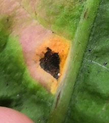 Puccinia dioicae silvatica