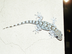 Tarentola mauritanica