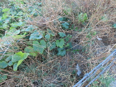 Cucurbita