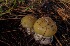 Amanita toxica