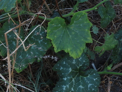 Cucurbita