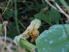 Cucurbita