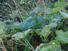 Cucurbita
