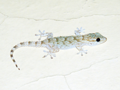 Tarentola mauritanica