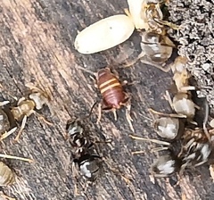Myrmecophilus acervorum
