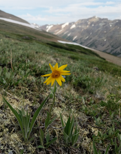 Narrowleaf arnica (Arnica angustifolia)